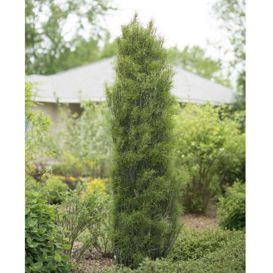 Narrow Fine Line Rhamnus in garden landscape